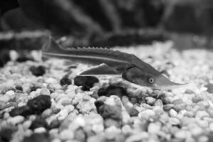 What CITES Traceability Means for Caviar